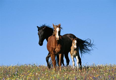 The+sundays+wild+horses+meaning