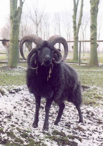 hebridean-sheep.jpg