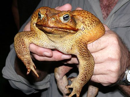 toad-big.jpg